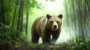 Brown bear walking in a misty forest during daylight hours photo