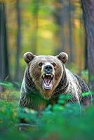 Grizzly bear roaring in a vibrant forest during daylight photo