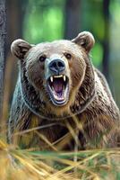 A bear is roaring in the woods photo