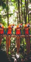 Colorful parrots perched on a branch in the rainforest photo