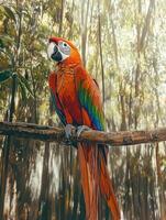 Colorful macaw perched on branch in vibrant forest photo