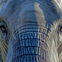 Majestic elephant close-up in natural habitat during daylight photo