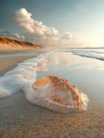 Seashell resting on the shoreline during golden hour photo