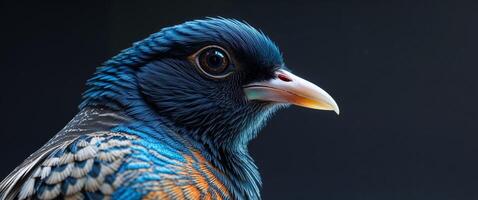 A close up of a bird with a black background. photo
