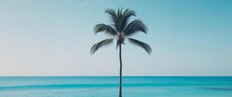 A lone palm tree stands on the beach next to the ocean photo