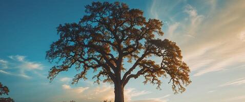 Majestic Tree Silhouette with Sunlight Filtering Through Branches photo