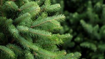 A close up of a pine tree with green needles photo