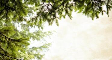A serene view of green tree branches against a soft, textured background. photo