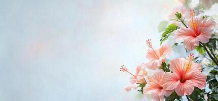 Peach hibiscus flowers bloom, soft background, greeting card photo