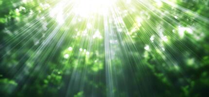 Sunbeams through forest canopy, nature background, green leaves, sunlight photo