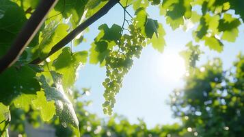 A close-up of grape clusters on a vine with sunlight filtering through leaves. photo