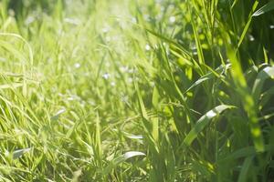 Lush green grass with sunlight filtering through the blades. photo