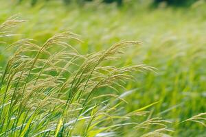A close-up view of tall grass swaying in a gentle breeze. photo