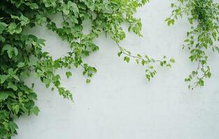 Green vines growing against a white wall, creating a serene atmosphere. photo