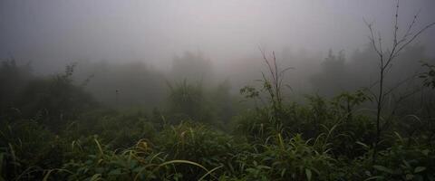 A foggy forest with tall grass and trees photo