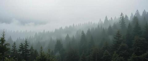 A forest with trees and fog in the background photo