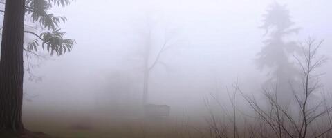 A bench in the fog with trees and grass photo