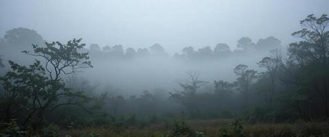 A misty forest with trees and grass photo