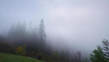 A foggy forest with trees and grass photo