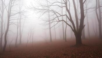 A foggy forest with bare trees and leaves photo