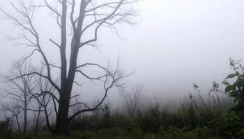 A foggy forest with bare trees and grass photo