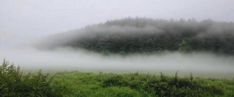 Foggy forest with trees and grass photo