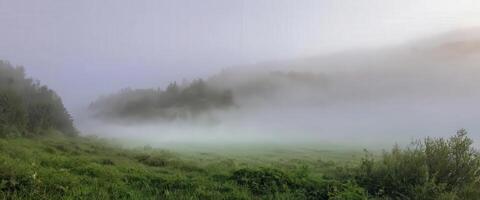 A field of green grass and trees in the fog photo
