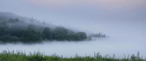 Foggy landscape with trees and grass photo