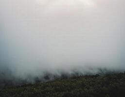 A view of foggy forest with trees and mountains photo
