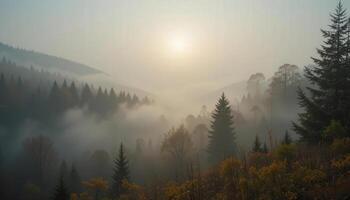 A foggy forest with trees and sun in the background photo