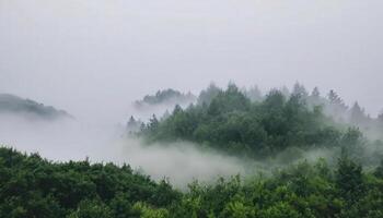 A forest with trees and fog in the background photo