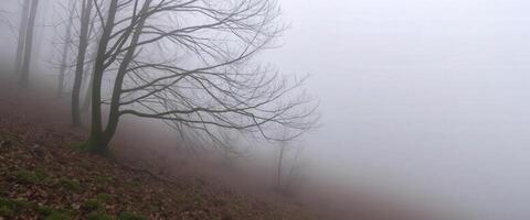 A foggy hillside with bare trees photo