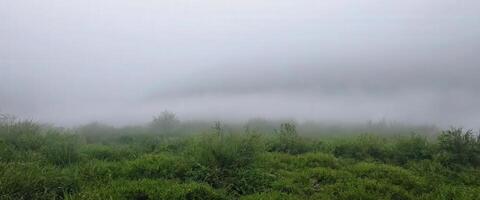 A foggy field with grass and trees photo
