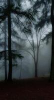 A foggy forest with trees and a bench photo