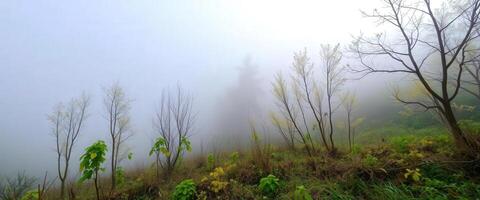 A foggy morning in the mountains with trees and grass photo