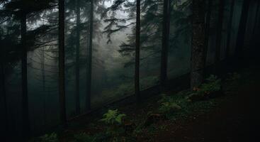 A dark forest with trees and a path photo