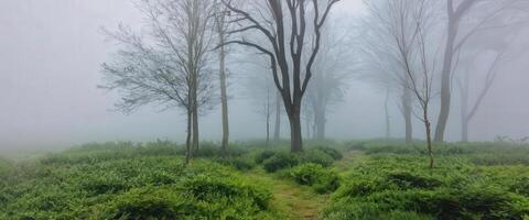 A path through a foggy forest with trees photo