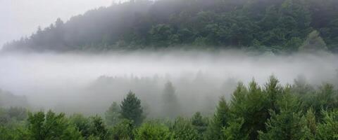 A forest with trees and fog in the background photo