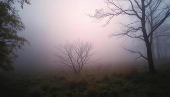 A foggy field with bare trees and grass photo