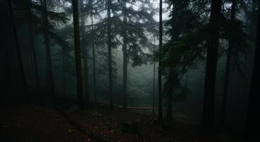 A dark forest with trees and a path photo