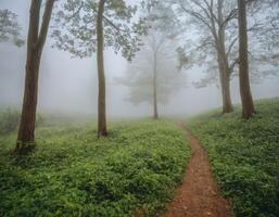 A path through the woods on a foggy day photo