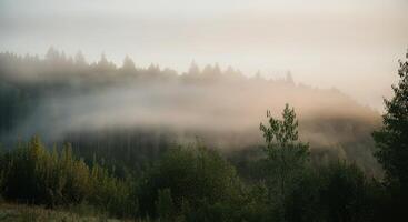 A misty forest with trees and fog photo