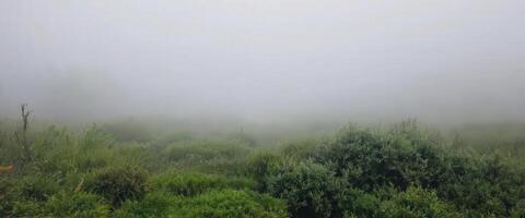 A field of green plants in the fog photo