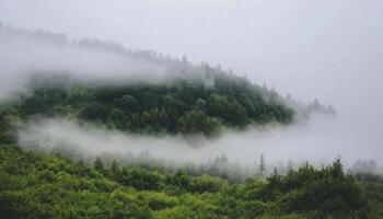 A forest with trees and fog in the air photo