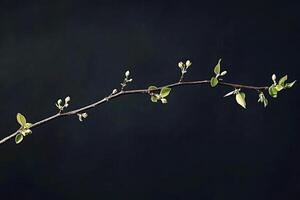 Thin branch showing new spring leaves and buds on dark background photo