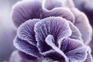 Frozen purple petals showing intricate ice crystals in winter photo