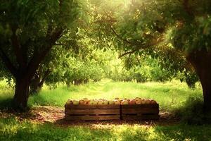 Apple orchard harvesting freshly picked apples in wooden crates during sunset photo