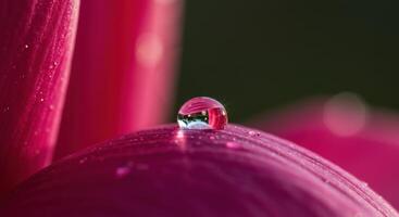 A drop of water on a pink flower photo
