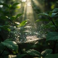 A spider web with dew drops on it in the sunlight photo