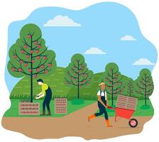 Farmer picking apples in the garden while arranged in fruit boxes. The harvest is carried in a wheelbarrow by another worker. Farmer activity. Agricultural concept. vector